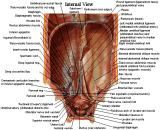 Anatomie: buikwand,rug,rugspier,buikspier,musculus obliquus,musculus transversus,musculus rectus,Poupart,ligamentum inguinalis,lattisimus dorsi,a. epigastrica,serratus anterior,trapezius,gluteus,teres major,teres minor,rhomboideus,supraspinatus,infraspinatus,levetor scapulae